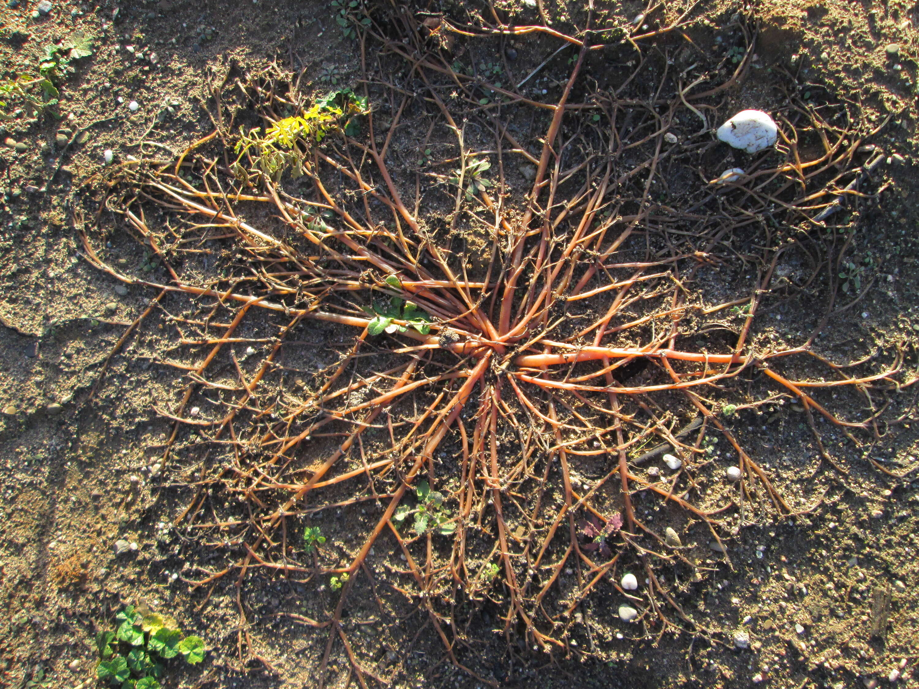 Image of common purslane