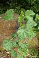 Imagem de Hibiscus diversifolius Jacq.