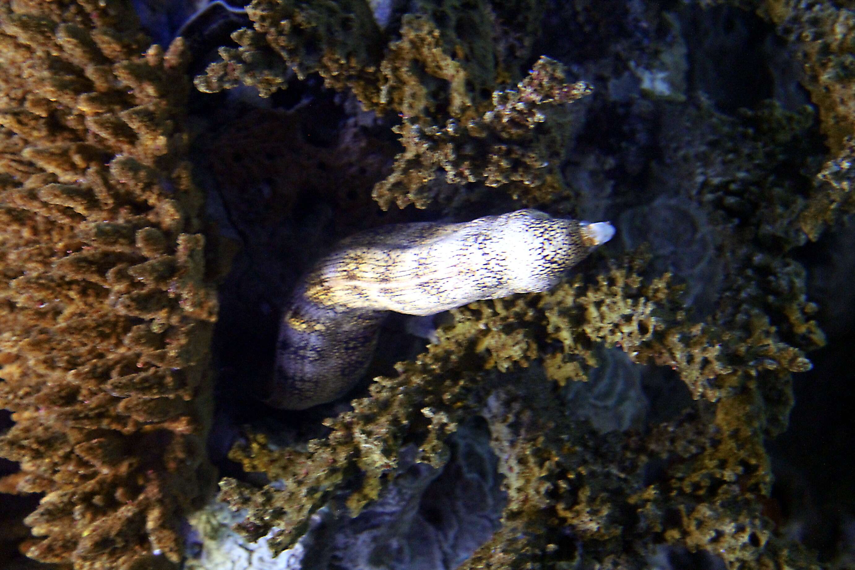 Image of Snowflake moray