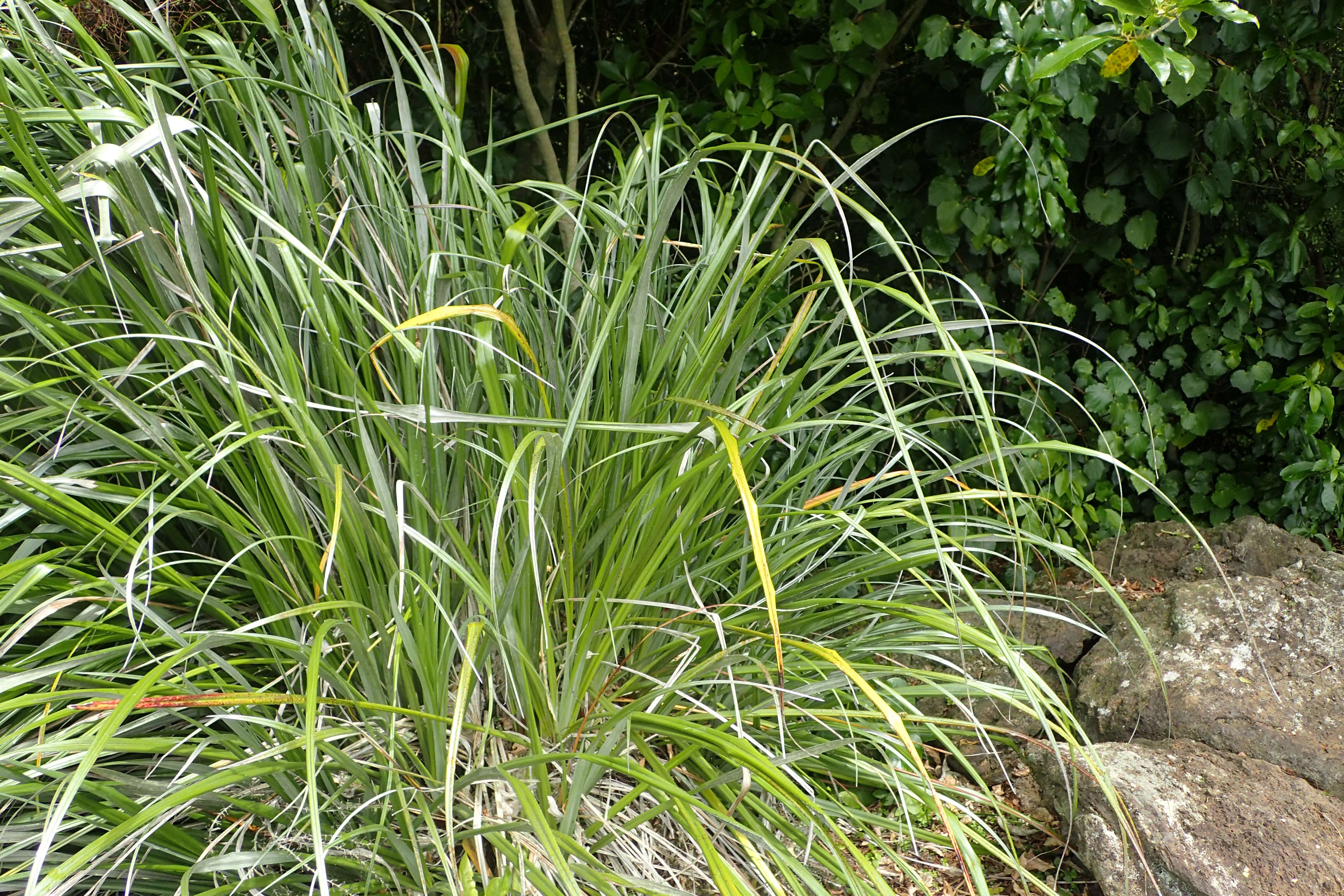 Image of Astelia banksii A. Cunn.