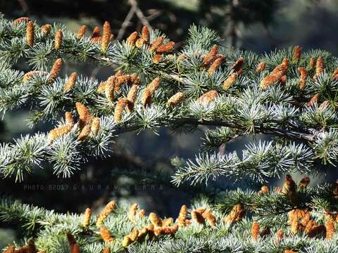 Image of Deodar cedar