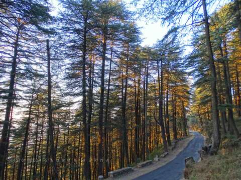 Image of Deodar cedar