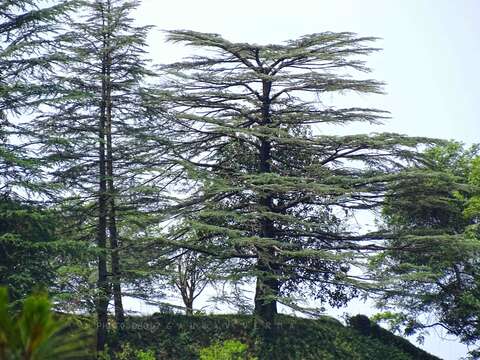 Image of Deodar cedar