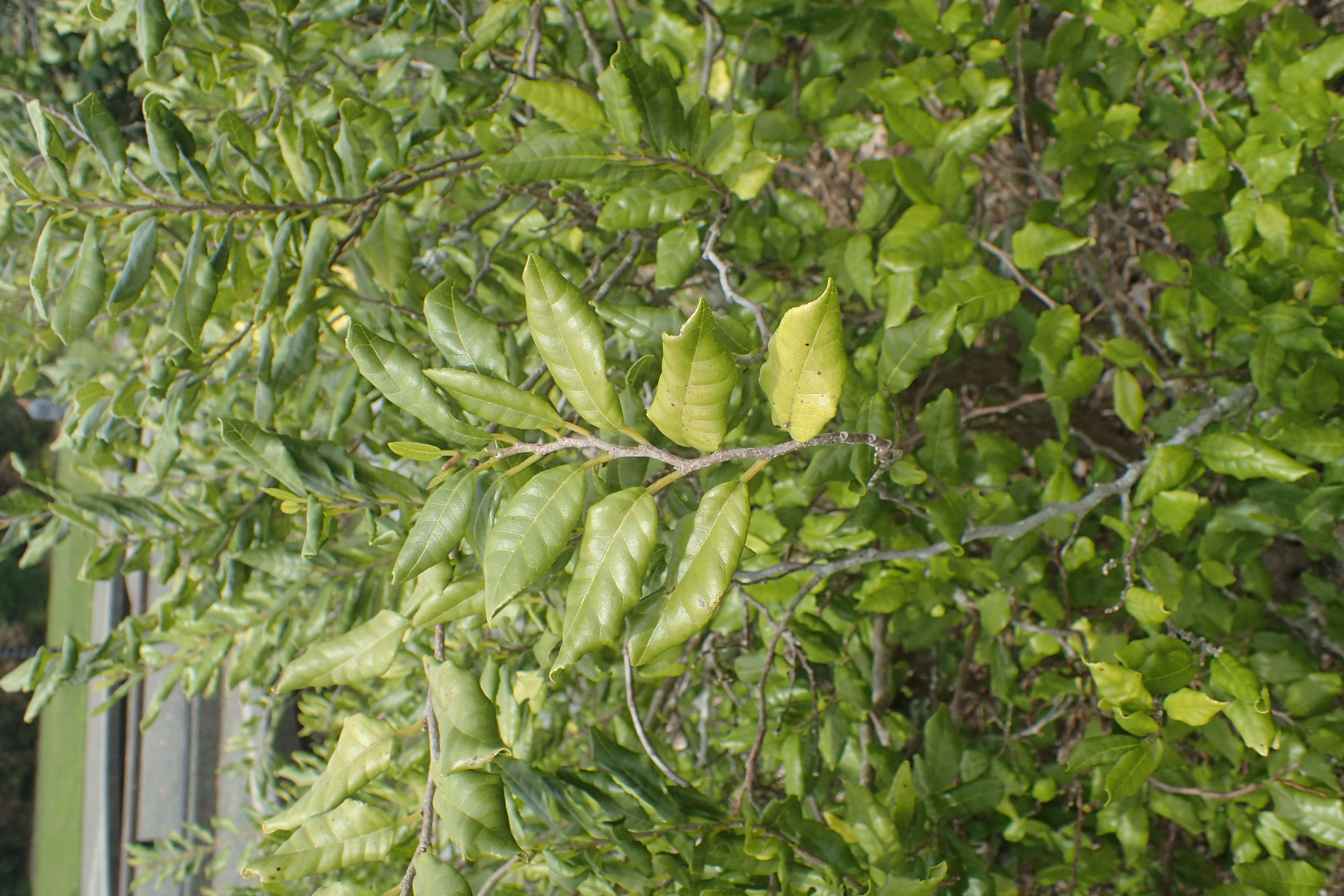 Image of Streblus banksii (Cheesem.) C. J. Webb