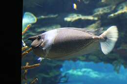 Image of Brown Unicornfish