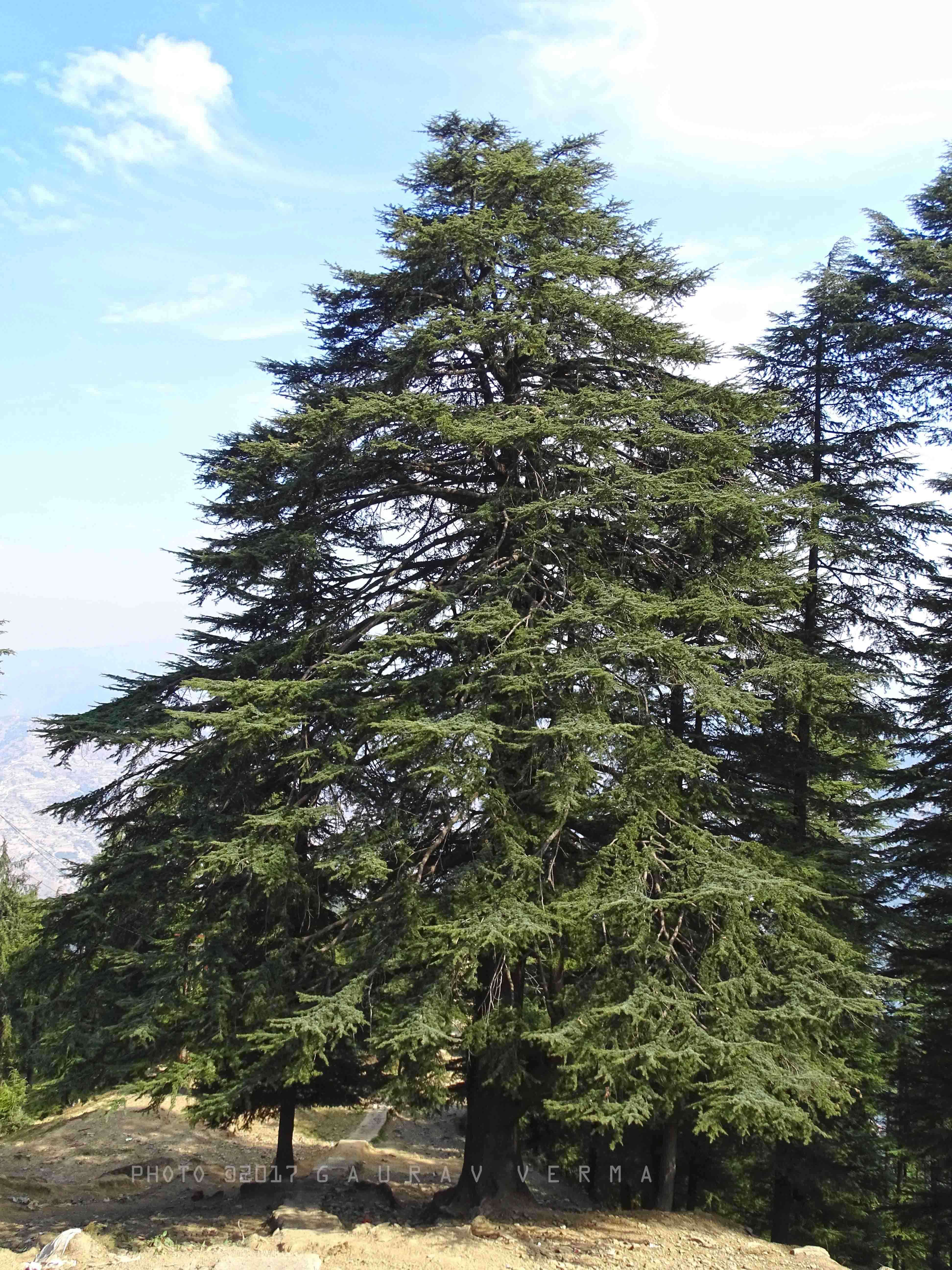 Image of Deodar cedar