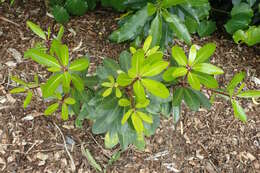 Image of Pittosporum kirkii Hook. fil. ex T. Kirk