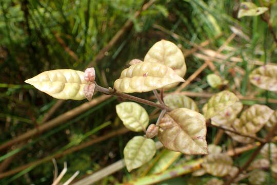 Слика од Lophomyrtus bullata (Soland. ex A. Cunn.) Burret