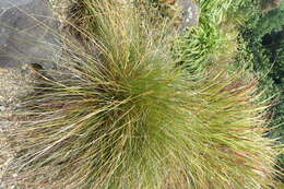 Image of Carex secta Boott