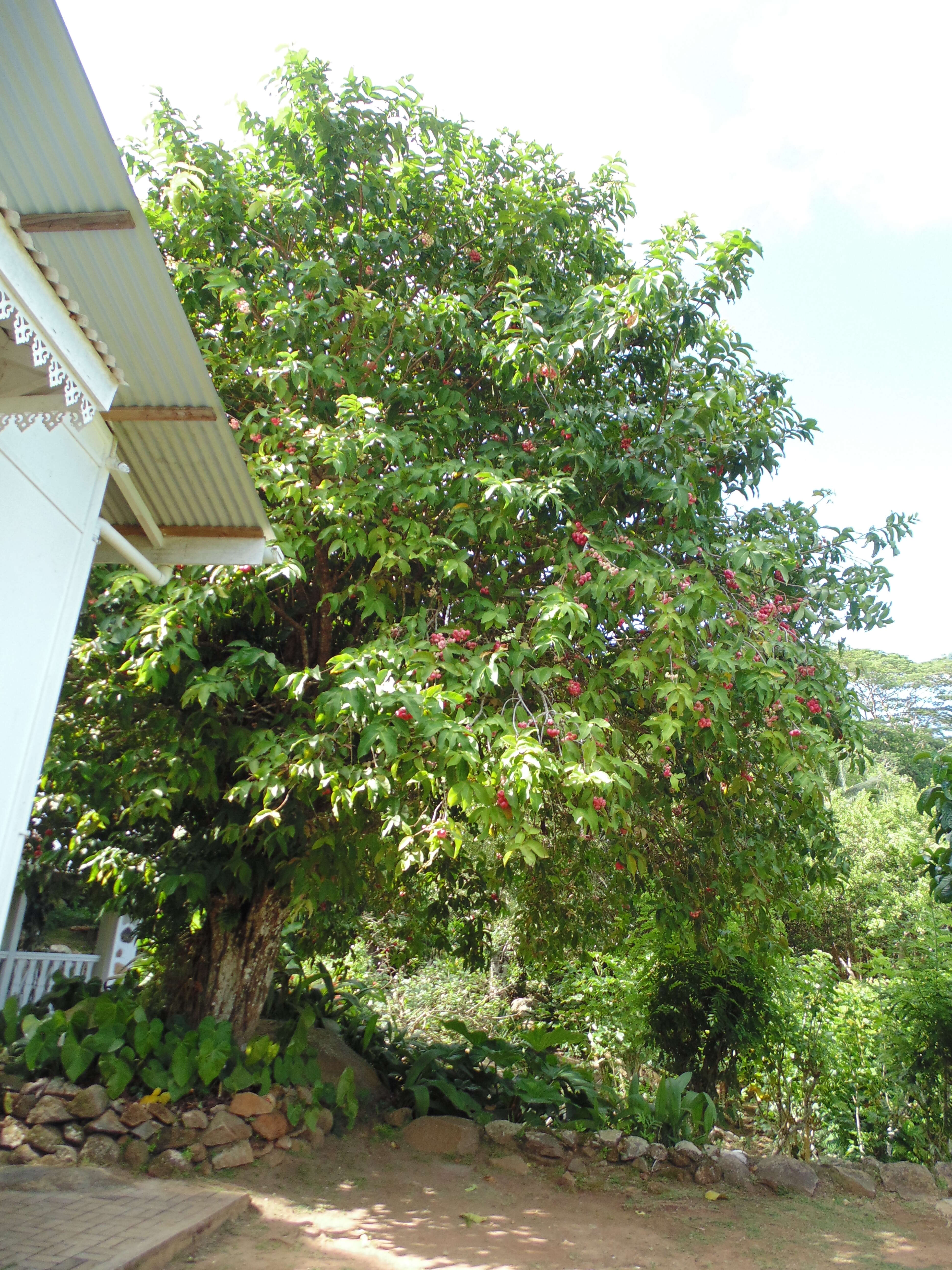 Image of Java rose apple