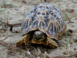 Image of Typical Tortoises