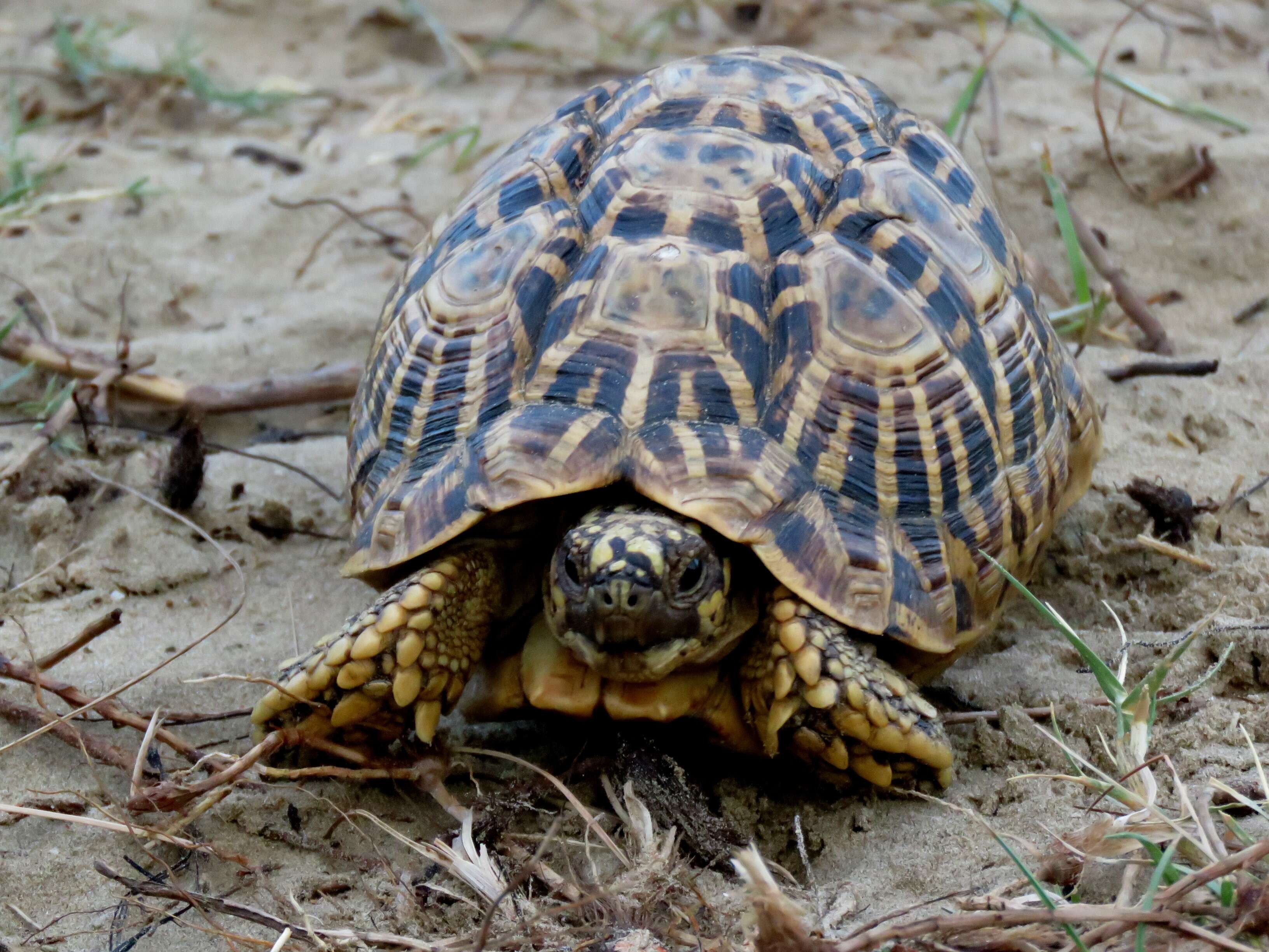 Image of Typical Tortoises