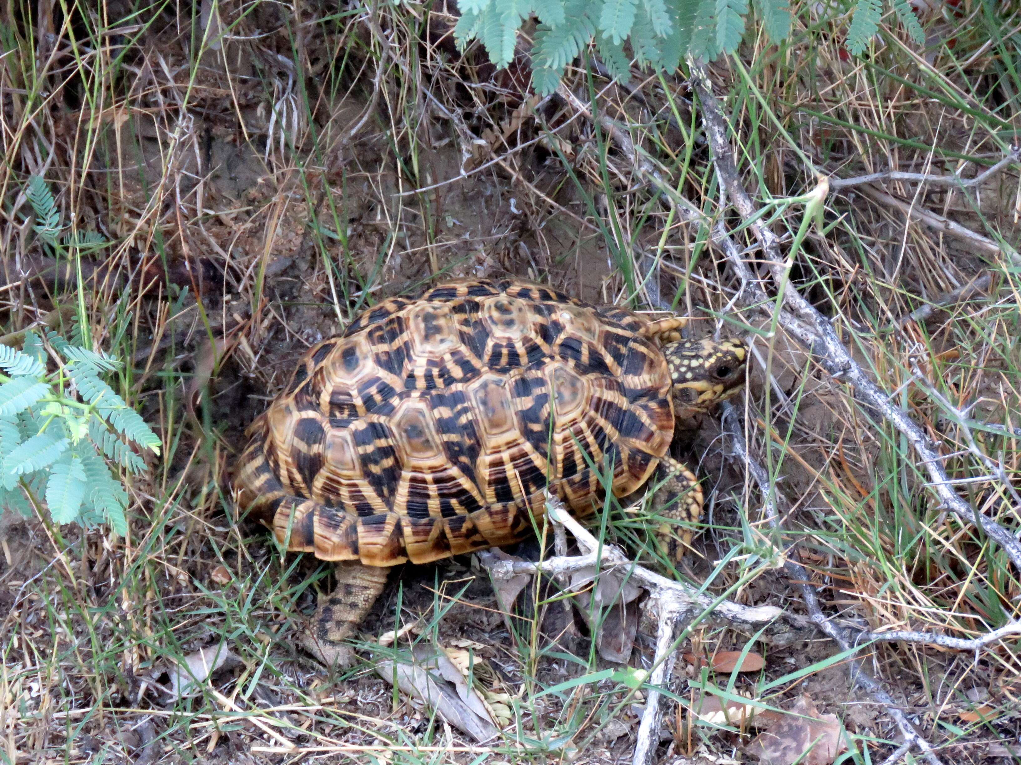 Image of Typical Tortoises