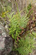 Image of Hottentot Fern