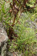 Image of Hottentot Fern