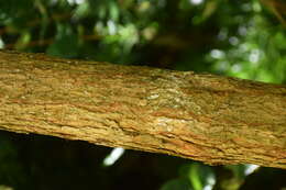 Image of Acca