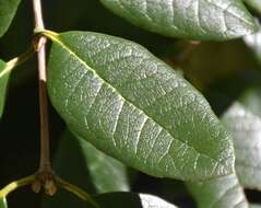 Image of Acca