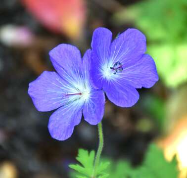 Image of Himalayan Crane's-bill