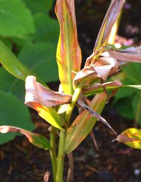 Image of Hedychium coccineum Buch.-Ham. ex Sm.