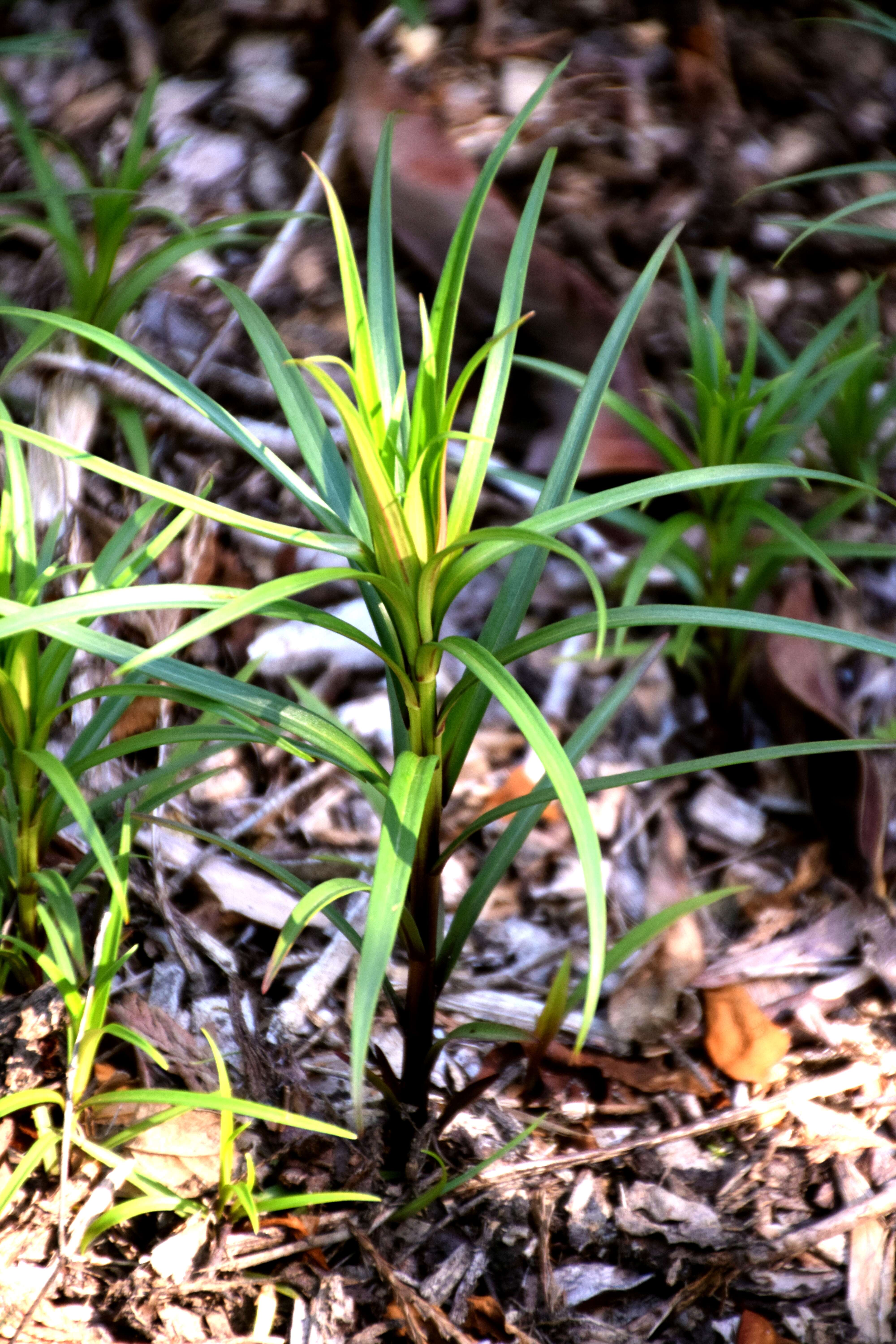 Image of Formosa lily