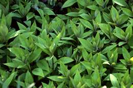 Image of gooseneck yellow loosestrife