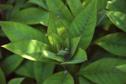 Image of gooseneck yellow loosestrife