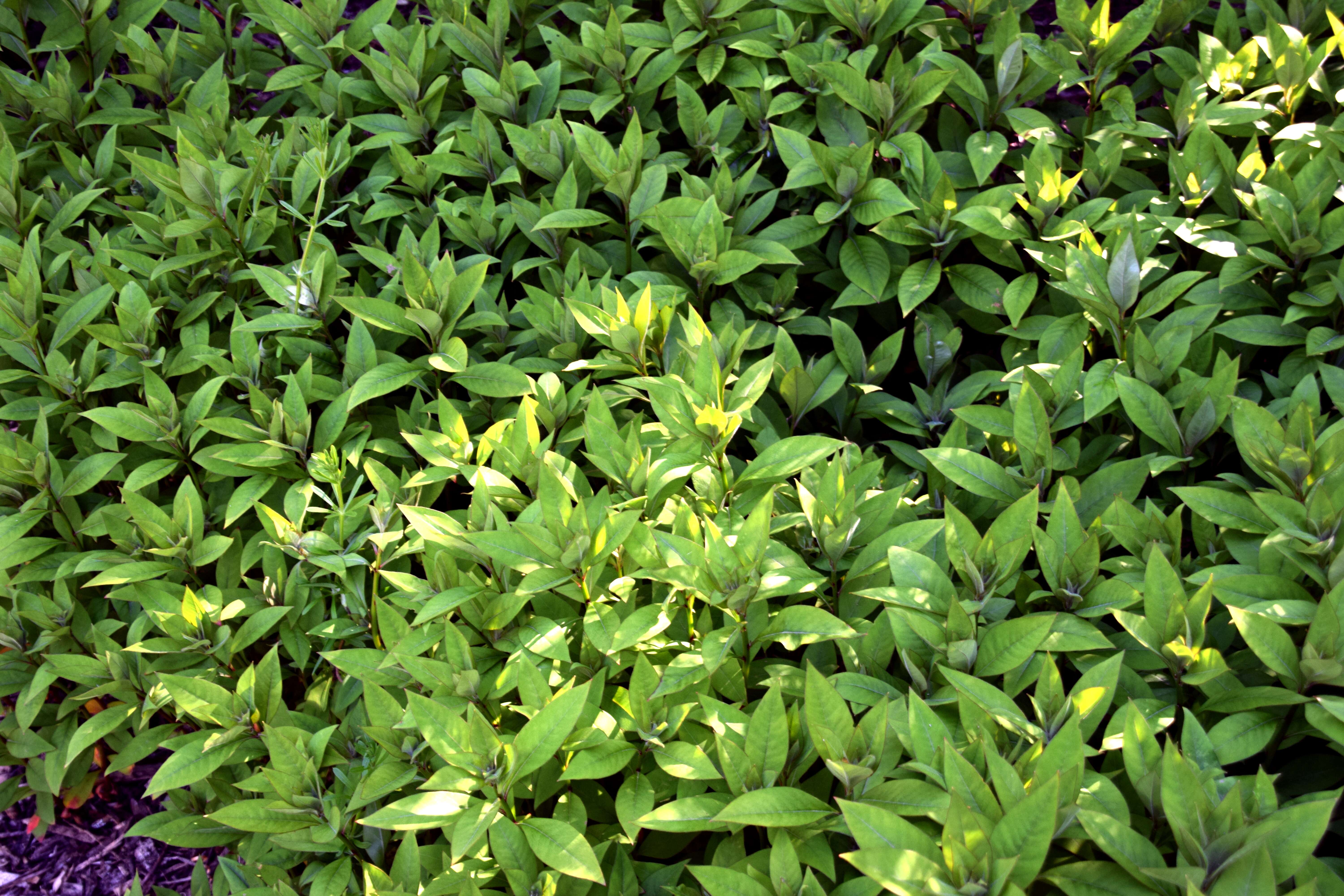 Image of gooseneck yellow loosestrife