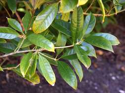 Imagem de Osmanthus fragrans Lour.