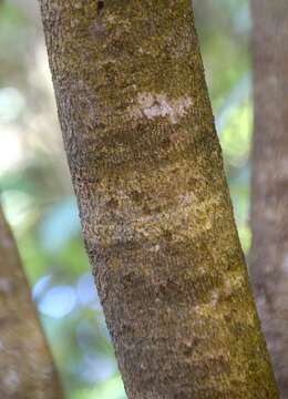 Image of Fragrant Olive