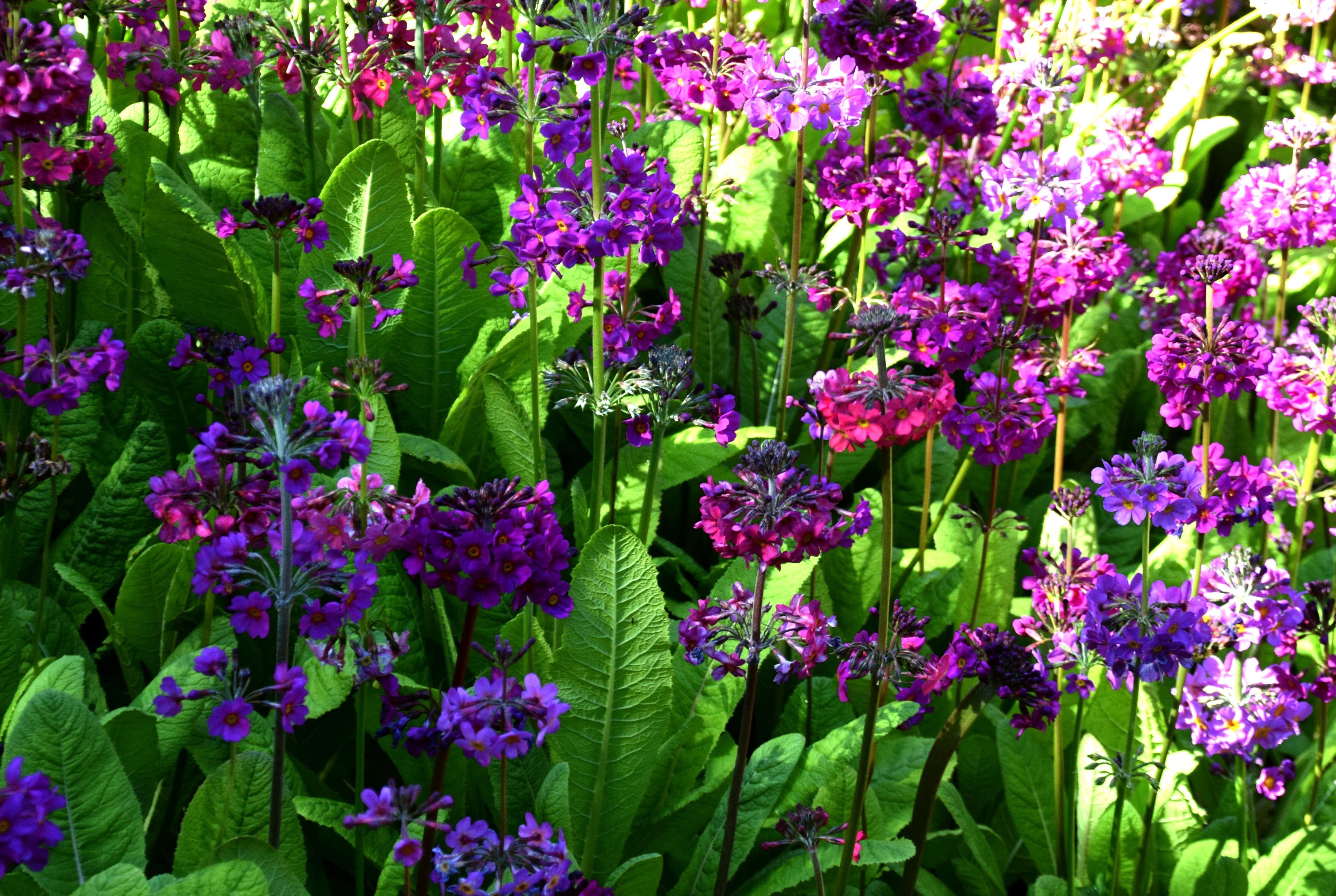 Primula bulleyana subsp. beesiana (Forrest) A. J. Richards resmi