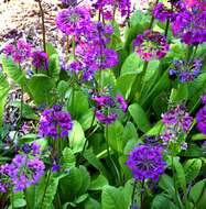 Imagem de Primula bulleyana subsp. beesiana (Forrest) A. J. Richards