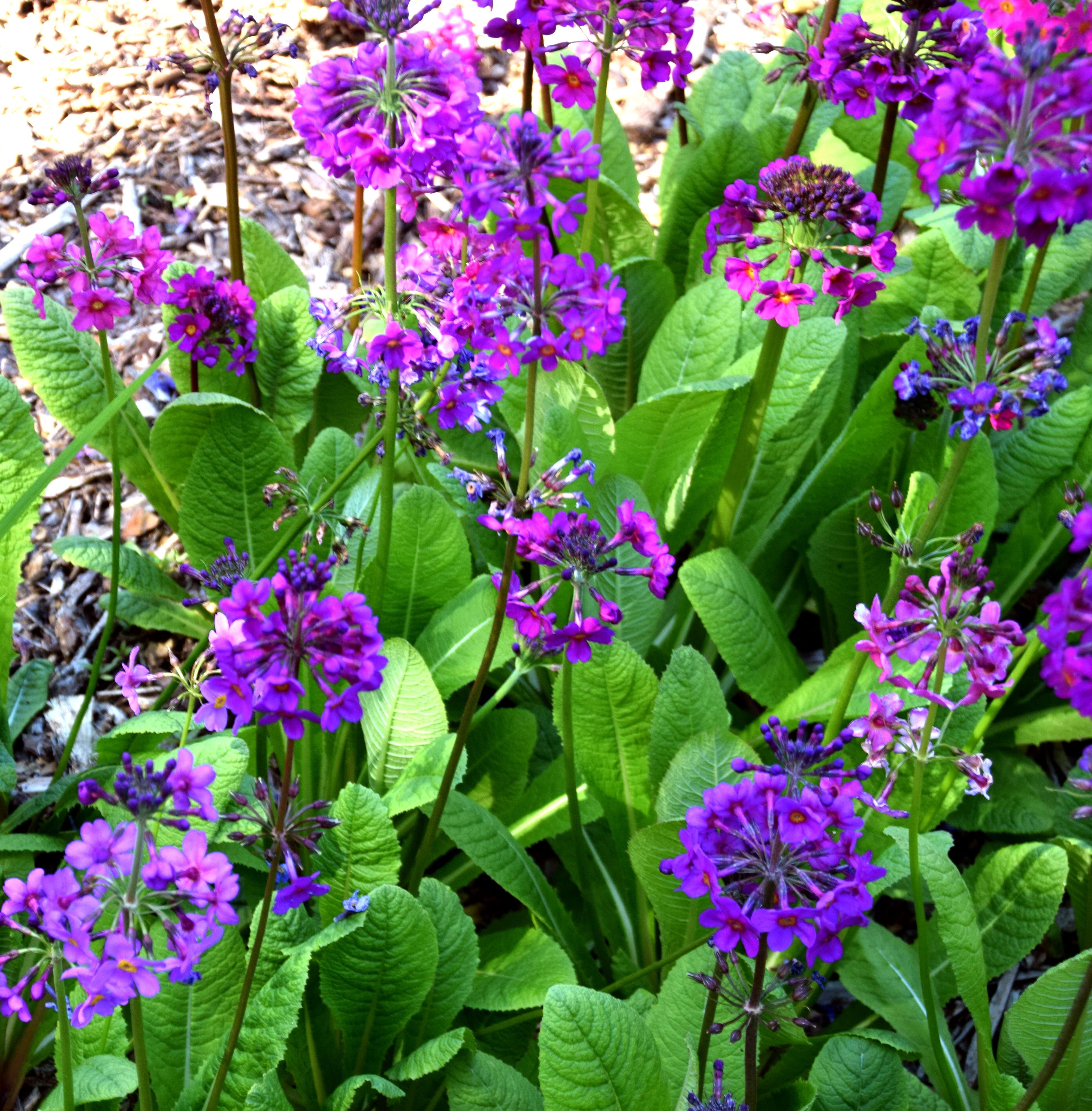 Primula bulleyana subsp. beesiana (Forrest) A. J. Richards resmi