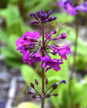 Image of Primula bulleyana subsp. beesiana (Forrest) A. J. Richards