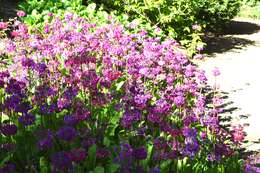 Primula bulleyana subsp. beesiana (Forrest) A. J. Richards resmi