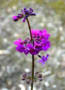 Primula bulleyana subsp. beesiana (Forrest) A. J. Richards resmi