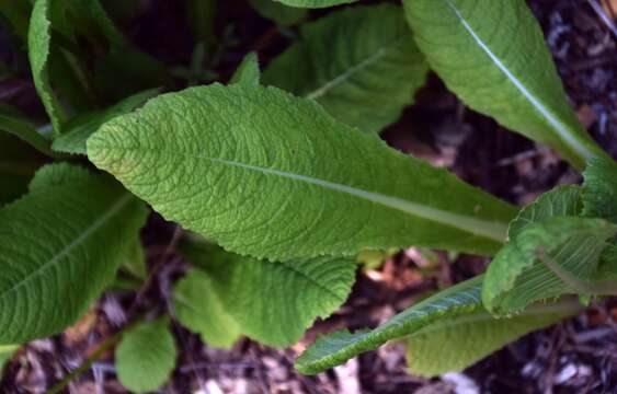 Image of Primula bulleyana subsp. beesiana (Forrest) A. J. Richards