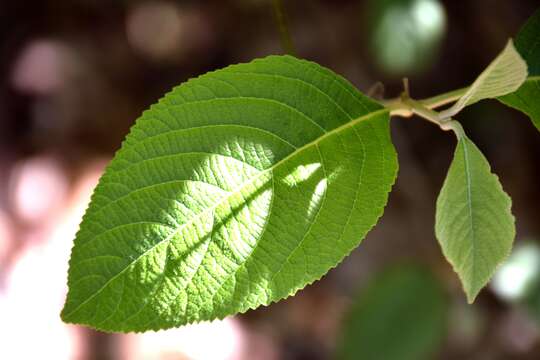 Image of Bodinier's beautyberry