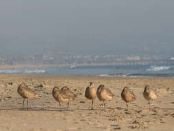 Image of Marbled Godwit