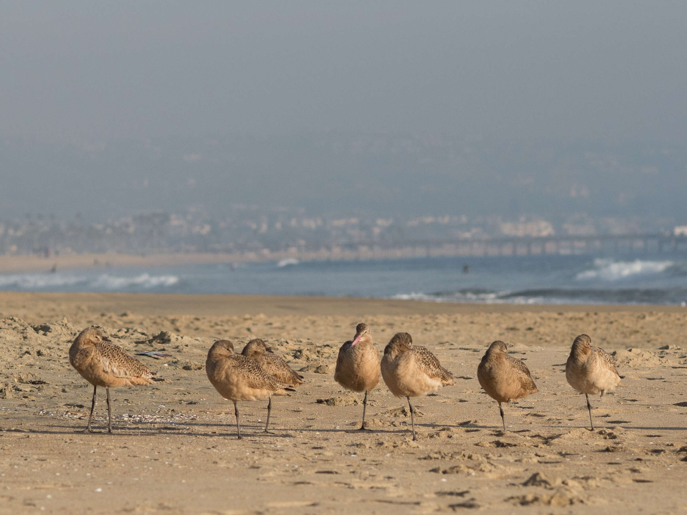 Image of Marbled Godwit