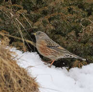 Image of Alpine Accentor