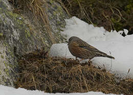 Image of Alpine Accentor