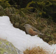 Image of Alpine Accentor