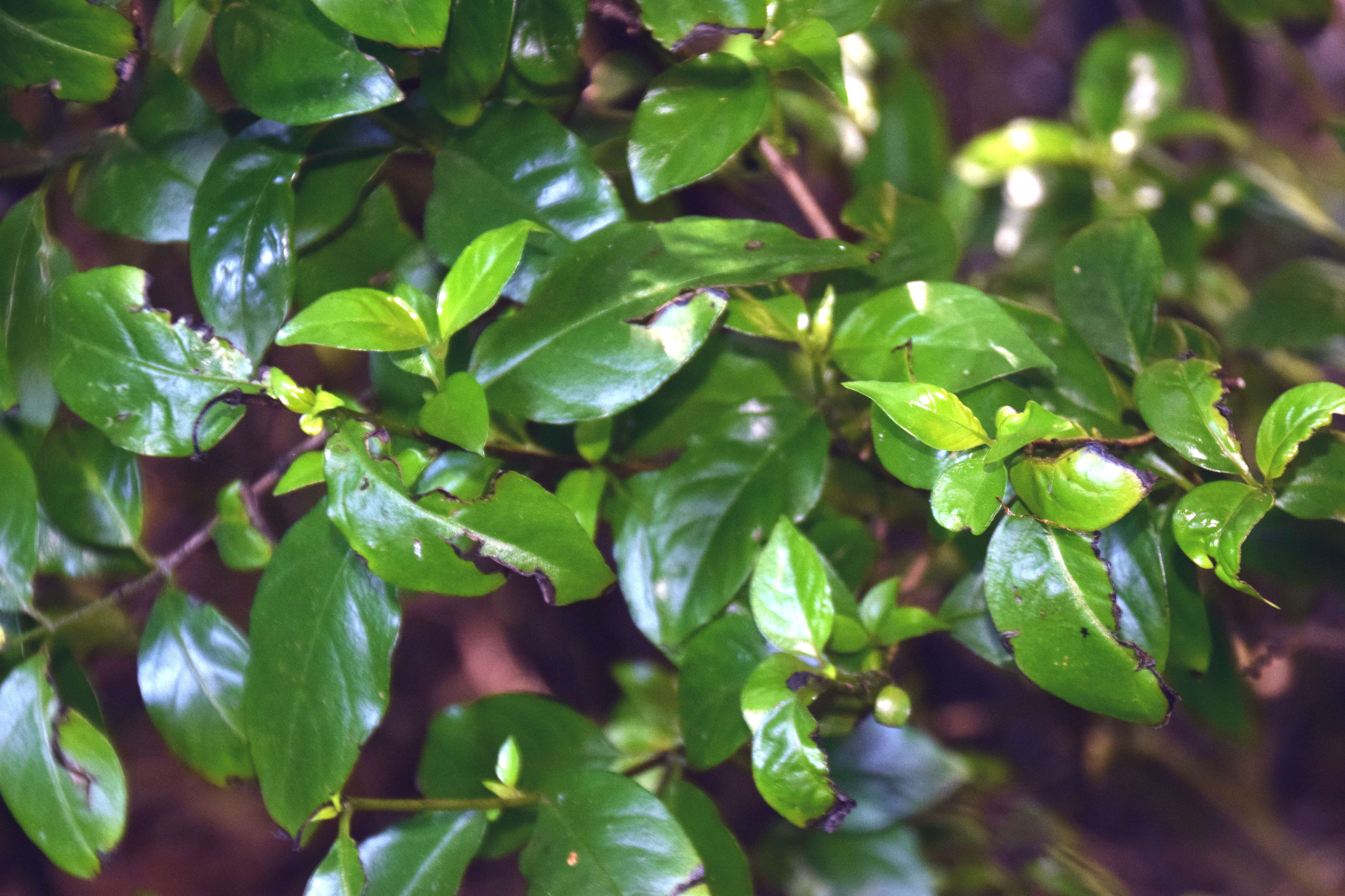 Imagem de Geniostoma rupestre var. ligustrifolium (Cunn.) B. J. Conn