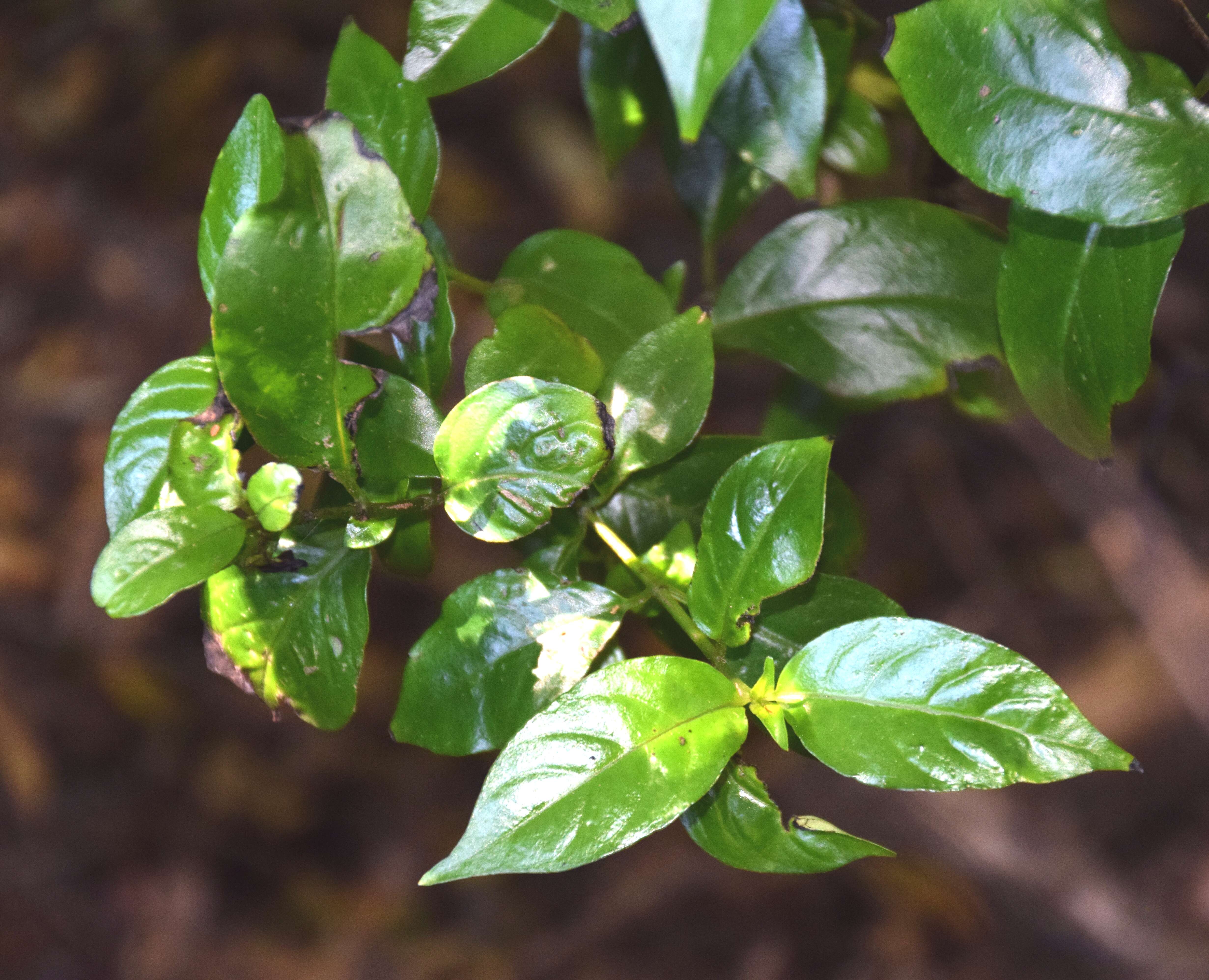 Imagem de Geniostoma rupestre var. ligustrifolium (Cunn.) B. J. Conn