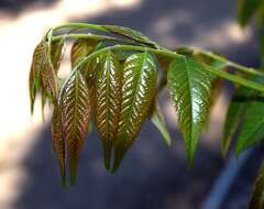 Image of goldenrain tree