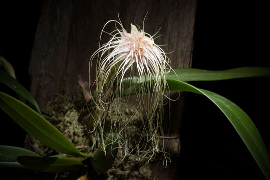 Image of Medusa's Bulbophyllum