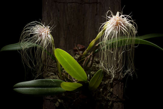 Image of Medusa's Bulbophyllum