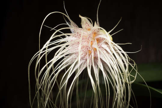 Image of Medusa's Bulbophyllum