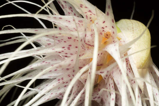 Image of Medusa's Bulbophyllum