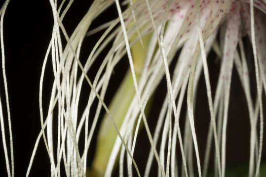 Image of Medusa's Bulbophyllum